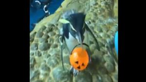 The image shows Bosco with his pumpkin shaped tiny bucket.(Twitter@shedd_aquarium) The image shows Bosco with his pumpkin shaped tiny bucket.(Twitter@shedd_aquarium)