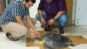 Around 7.30 lakh Olive Ridley turtles had turned up for their annual sojourn for mass nesting in the 2019-20 nesting season Around 7.30 lakh Olive Ridley turtles had turned up for their annual sojourn for mass nesting in the 2019-20 nesting season