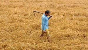 Farmers initially need diammonium phosphate, but after 21 days of wheat sowing, the crop demands urea, said Sangrur chief agriculture officer Jaswinder Pal Singh Grewal. (Representational image)(HT FILE) Farmers initially need diammonium phosphate, but after 21 days of wheat sowing, the crop demands urea, said Sangrur chief agriculture officer Jaswinder Pal Singh Grewal. (Representational image)(HT FILE)