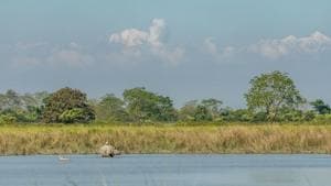 Kaziranga National Park(Unsplash) Kaziranga National Park(Unsplash)