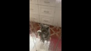 The image shows a grey-and-white furred feline.(Reddit/@seeyajess520) The image shows a grey-and-white furred feline.(Reddit/@seeyajess520)