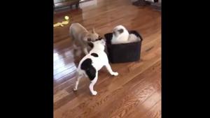 The image shows one cat and two dogs.(Screengrab) The image shows one cat and two dogs.(Screengrab)