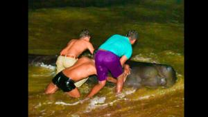 The image shows people pushing a stranded whale back into the ocean in Sri Lanka.(Twitter/@kanchana_wij) The image shows people pushing a stranded whale back into the ocean in Sri Lanka.(Twitter/@kanchana_wij)