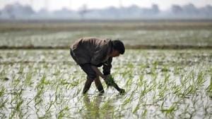 The agriculture ministry is also undertaking a massive drive to publicise the three controversial laws that have led to protests by farmers groups in some states.(File photo for representation) The agriculture ministry is also undertaking a massive drive to publicise the three controversial laws that have led to protests by farmers groups in some states.(File photo for representation)