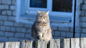 The kitty meowed angrily when it saw its human bring home a new dog. (representational image)(Unsplash) The kitty meowed angrily when it saw its human bring home a new dog. (representational image)(Unsplash)