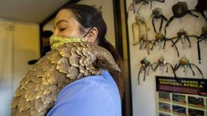 Veterinary nurse, Alicia Abbott, of the African Pangolin Working Group in South Africa holds a pangolin, at a Wildlife Veterinary Hospital in Johannesburg, South Africa. The group have been rehabilitating pangolins rescued from poachers for nearly a decade.(AP) Veterinary nurse, Alicia Abbott, of the African Pangolin Working Group in South Africa holds a pangolin, at a Wildlife Veterinary Hospital in Johannesburg, South Africa. The group have been rehabilitating pangolins rescued from poachers for nearly a decade.(AP)