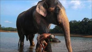 Kottoor elephant rehabilitation centre set to become largest care centre in the world(Twitter/bgmahesh) Kottoor elephant rehabilitation centre set to become largest care centre in the world(Twitter/bgmahesh)