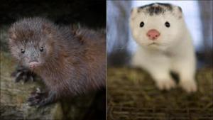 WHO in touch with Denmark over mutated strain of Covid-19 detected in minks(Twitter/minklivesmatter/pauljwildlife) WHO in touch with Denmark over mutated strain of Covid-19 detected in minks(Twitter/minklivesmatter/pauljwildlife)