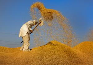 A grain mandi in Amritsar.(PTI/For representation only) A grain mandi in Amritsar.(PTI/For representation only)