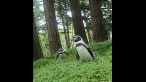 The image shows Nacho and Goat.(Instagram/@oregonzoo) The image shows Nacho and Goat.(Instagram/@oregonzoo)