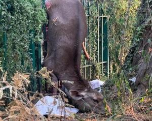A sambar fawn speared to death on a fence within Sukhna Nature Trail.(PHOTO: DIVYE MATHUR) A sambar fawn speared to death on a fence within Sukhna Nature Trail.(PHOTO: DIVYE MATHUR)