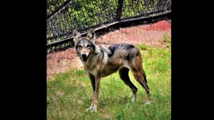 According to an official release, V Raghava Teja along with family members visited the zoological park and offered to adopt a wolf.(ANI) According to an official release, V Raghava Teja along with family members visited the zoological park and offered to adopt a wolf.(ANI)