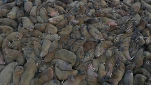 The image shows a walrus haulout on the Kara Sea coastline on the Yamal Peninsula, Russia.(via REUTERS) The image shows a walrus haulout on the Kara Sea coastline on the Yamal Peninsula, Russia.(via REUTERS)