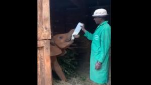 The image shows a keeper feeding a baby elephant.(Twitter@SheldrickTrust) The image shows a keeper feeding a baby elephant.(Twitter@SheldrickTrust)