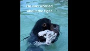 The image shows the chimpanzee holding the white tiger cub.(Instagram/@mokshabybee_tigers) The image shows the chimpanzee holding the white tiger cub.(Instagram/@mokshabybee_tigers)