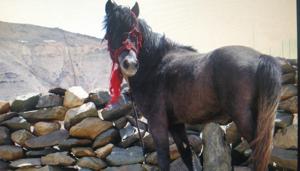The Chamurthi horse is known to be a hardy animal that is very adaptable to high altitude journeys in snow-bound areas.(Sourced) The Chamurthi horse is known to be a hardy animal that is very adaptable to high altitude journeys in snow-bound areas.(Sourced)