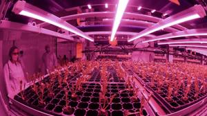 A picture shows the UAE's al-Badia Farms in Dubai, an indoor vertical farm using innovative hydroponic technology to grow fruits and vegetables all year round, on August 4, 2020. - Badia Farms is the Middle East's Based in downtown Dubai, the farm’s ground-breaking methods sustainably grow crops without sunlight, soil or pesticides. The farm uses 90% less water compared to open field farming. The company’s vision is to revolutionise the agricultural industry in Middle East to provide a solution for the region’s food security.(AFP) A picture shows the UAE's al-Badia Farms in Dubai, an indoor vertical farm using innovative hydroponic technology to grow fruits and vegetables all year round, on August 4, 2020. - Badia Farms is the Middle East's Based in downtown Dubai, the farm’s ground-breaking methods sustainably grow crops without sunlight, soil or pesticides. The farm uses 90% less water compared to open field farming. The company’s vision is to revolutionise the agricultural industry in Middle East to provide a solution for the region’s food security.(AFP)