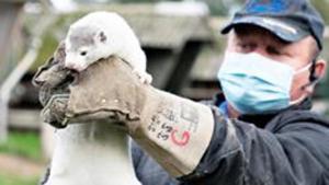 Denmark Prime Minister Mette Frederiksen has acknowledged that wiping out all breeding mink means the industry may not recover in Denmark, which is among the world’s biggest producers of the fur.(Reuters file photo) Denmark Prime Minister Mette Frederiksen has acknowledged that wiping out all breeding mink means the industry may not recover in Denmark, which is among the world’s biggest producers of the fur.(Reuters file photo)