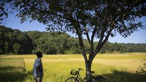 An Indian farmer stands near his paddy field on the outskirts of Guwahati, northeastern Assam state.(AP) An Indian farmer stands near his paddy field on the outskirts of Guwahati, northeastern Assam state.(AP)