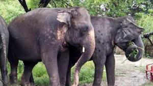 25 elephants have died due to electrocution in north Bengal in the last five years, of which nine incidents took place this year(ANI) 25 elephants have died due to electrocution in north Bengal in the last five years, of which nine incidents took place this year(ANI)