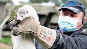 Denmark, one of the world’s biggest producers of mink skins, is in the process of culling its entire 17 million mink population after the virus found its way into herds at hundreds of the country’s farms(REUTERS) Denmark, one of the world’s biggest producers of mink skins, is in the process of culling its entire 17 million mink population after the virus found its way into herds at hundreds of the country’s farms(REUTERS)