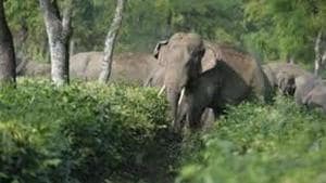 The initiative came after the Calcutta High Court in September took suo moto cognizance of reports of elephant electrocution in the state. In October, the division bench of the HC passed orders to stop elephant deaths by electrocution. (HT file photo) The initiative came after the Calcutta High Court in September took suo moto cognizance of reports of elephant electrocution in the state. In October, the division bench of the HC passed orders to stop elephant deaths by electrocution. (HT file photo)