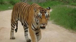 Sidam Vignesh, who went to the forest area with two others to graze the cattle, was attacked by a tiger at Digida hamlet of Dahegaon block. The tiger caught the youth by his neck and ran deep into the forest. (Subharanjan Sen/HT file Photo) Sidam Vignesh, who went to the forest area with two others to graze the cattle, was attacked by a tiger at Digida hamlet of Dahegaon block. The tiger caught the youth by his neck and ran deep into the forest. (Subharanjan Sen/HT file Photo)