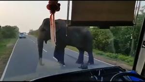 The elephant stands in front of a bus on a highway. The elephant stands in front of a bus on a highway.