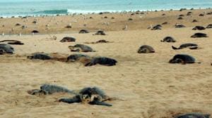 Named after English biologist Henry Nicholas Ridley who first reported the sighting of the turtles in Brazil in 1887, the omnivorous Olive Ridleys are among the smallest of the marine turtle species in the world.(PTI PHOTO.) Named after English biologist Henry Nicholas Ridley who first reported the sighting of the turtles in Brazil in 1887, the omnivorous Olive Ridleys are among the smallest of the marine turtle species in the world.(PTI PHOTO.)