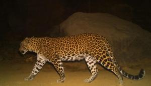 The leopard was one-month pregnant with three unborn cubs.(HT Photo) The leopard was one-month pregnant with three unborn cubs.(HT Photo)