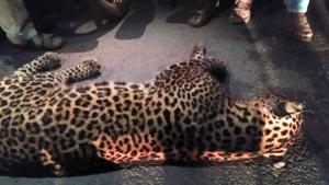 The leopard suffered multiple haemorrhages and fractures.(HT PHOTO) The leopard suffered multiple haemorrhages and fractures.(HT PHOTO)