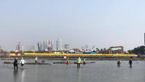 Survey being undertaken at coral colony sites near Haji Ali, for the Coastal road project.(HT File) Survey being undertaken at coral colony sites near Haji Ali, for the Coastal road project.(HT File)