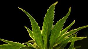 Fifteen states in the USA have now broadly legalized it, while 36 states allow medical marijuana.(AP) Fifteen states in the USA have now broadly legalized it, while 36 states allow medical marijuana.(AP)