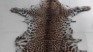 STF Deputy Inspector General of Police, Jainarayan Pankaj, said the cops had arrested a driver named Prasant Nayak while he was trying to sell the leopard skin to a person at Baramunda in the city. The STF seized the leopard hide from the side box of his motorcycle.(HT PHOTO.) STF Deputy Inspector General of Police, Jainarayan Pankaj, said the cops had arrested a driver named Prasant Nayak while he was trying to sell the leopard skin to a person at Baramunda in the city. The STF seized the leopard hide from the side box of his motorcycle.(HT PHOTO.)