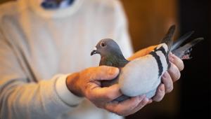 Carlo Gyselbrecht, co-owner of Pipa, a Belgian auction house for racing pigeons, shows a two-year old female pigeon named New Kim after an auction in Knesselare, Belgium, Sunday, Nov. 15, 2020. A pigeon racing fan has paid a world record 1.6 million euros for the Belgian-bred bird, New Kim, in the once-quaint sport that seemed destined for near extinction only a few years back, people pay big money for the right bird.(AP) Carlo Gyselbrecht, co-owner of Pipa, a Belgian auction house for racing pigeons, shows a two-year old female pigeon named New Kim after an auction in Knesselare, Belgium, Sunday, Nov. 15, 2020. A pigeon racing fan has paid a world record 1.6 million euros for the Belgian-bred bird, New Kim, in the once-quaint sport that seemed destined for near extinction only a few years back, people pay big money for the right bird.(AP)