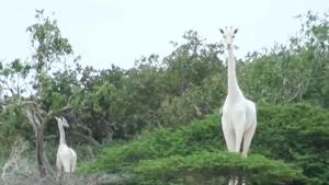 The GPS tracking device will ping every hour to alert wildlife rangers to its location.(AFP) The GPS tracking device will ping every hour to alert wildlife rangers to its location.(AFP)