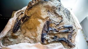 The fossils are of a Tyrannosaurus rex and a Triceratops horridus.(Twitter/@naturalsciences) The fossils are of a Tyrannosaurus rex and a Triceratops horridus.(Twitter/@naturalsciences)