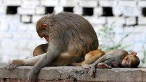 The decomposed carcasses of the monkeys were cremated later in the afternoon.(HT FILE PHOTO) The decomposed carcasses of the monkeys were cremated later in the afternoon.(HT FILE PHOTO)
