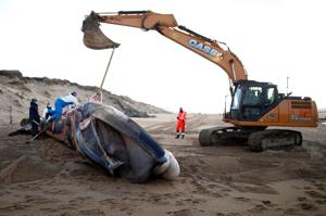 The dead fin whales in the past six weeks have been malnourished and shown evidence of haemorrhaging in the cardiac and respiratory systems.(REUTERS)
