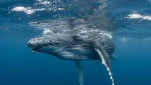 Arabian Sea humpback whale is a signature species, whose conservation is also being pursued by the International Whaling Commission .(Sourced) Arabian Sea humpback whale is a signature species, whose conservation is also being pursued by the International Whaling Commission .(Sourced)