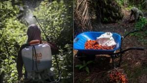 Sexual abuse in palm oil fields linked to top beauty brands in Indonesia(Twitter/LACASAMichigan/izafoodie) Sexual abuse in palm oil fields linked to top beauty brands in Indonesia(Twitter/LACASAMichigan/izafoodie)