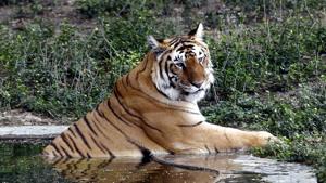 A Royal Bengal Tiger at Delhi zoo in 2017.(HT Archive) A Royal Bengal Tiger at Delhi zoo in 2017.(HT Archive)