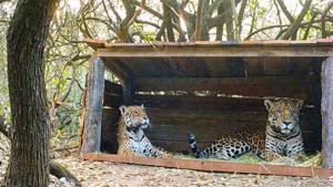 Tania (L), a female jaguar brought up in a zoo, and a male jaguar christened Qaramta, sit together in a breeding enclosure at the Impenetrable National Park, in the Chaco Province, Argentina October 17, 2020.(REUTERS) Tania (L), a female jaguar brought up in a zoo, and a male jaguar christened Qaramta, sit together in a breeding enclosure at the Impenetrable National Park, in the Chaco Province, Argentina October 17, 2020.(REUTERS)