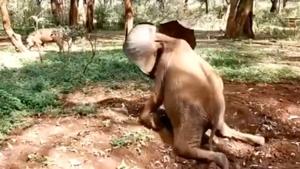 Bondeni takes a tumble while chasing warthogs.(Instagram/@sheldricktrust/) Bondeni takes a tumble while chasing warthogs.(Instagram/@sheldricktrust/)