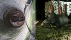 The elephant was given all the necessary attention after being rescued.(Twitter/@ANI) The elephant was given all the necessary attention after being rescued.(Twitter/@ANI)
