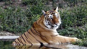 Forest department said Madhya Pradesh will still not lose the status of the state with the highest number of tigers because the population of the big cats was increasing.(File photo) Forest department said Madhya Pradesh will still not lose the status of the state with the highest number of tigers because the population of the big cats was increasing.(File photo)