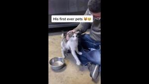 The image shows a white-and-grey furred feline and its hooman.(Reddit/@trappedinmemphis) The image shows a white-and-grey furred feline and its hooman.(Reddit/@trappedinmemphis)