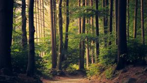 The new study was published in the journal Ecological Applications.(Pixabay) The new study was published in the journal Ecological Applications.(Pixabay)
