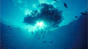 The deep sea mission is expected to cost over Rs 4,000 crore and will give a boost to efforts to explore India’s vast Exclusive Economic Zone and Continental Shelf.(Reuters/ Representational photo) The deep sea mission is expected to cost over Rs 4,000 crore and will give a boost to efforts to explore India’s vast Exclusive Economic Zone and Continental Shelf.(Reuters/ Representational photo)