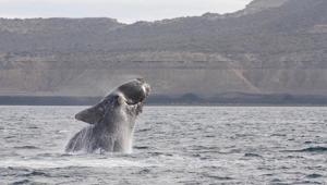 Biologists performed a necropsy on the North Atlantic right whale calf. (Representational Image)(Pixabay) Biologists performed a necropsy on the North Atlantic right whale calf. (Representational Image)(Pixabay)